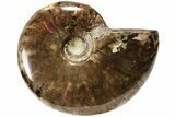 Red Flash Ammonite Fossil - Madagascar #187281-1